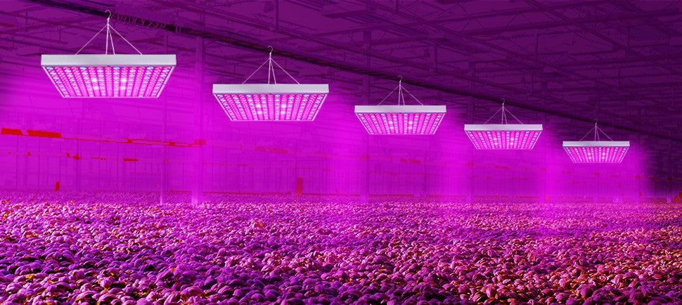 Smart Lighting for Agricultural and Industrial Facilities in South Africa