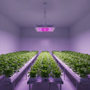 1000W LED UV Indoor Plant growing Greenhouse Grow Light Full Spectrum.